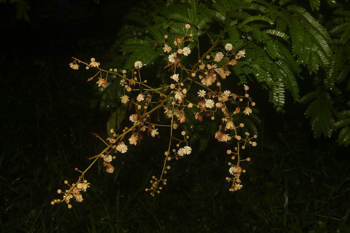 Senegalia caesia (L.) Maslin, Seigler & Ebinger